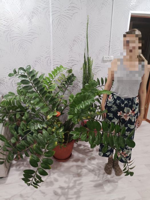 Продам долларовое дерево