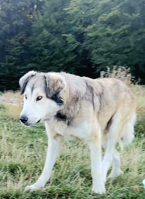 Adoptie o frumusete de caine