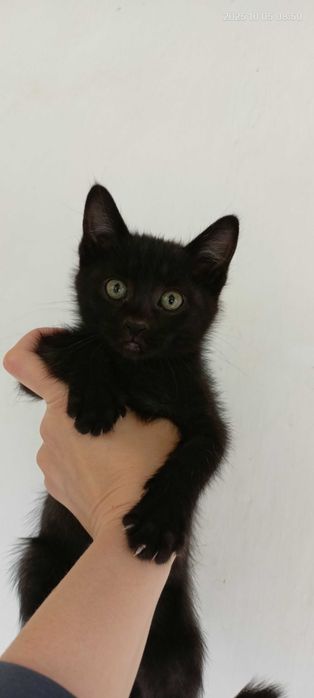 Котята мальчики 2 месяца