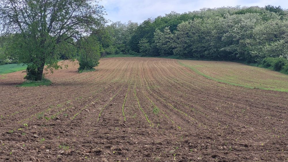Casa la curte cu teren, livada si gradina, suprafata totala  8700m2