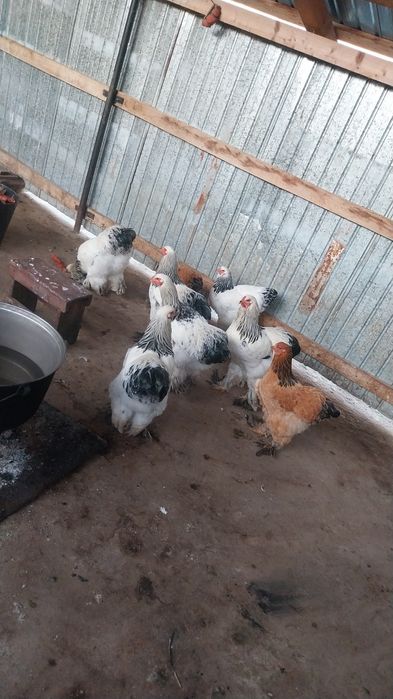 4 cocoși Brahma de vânzare