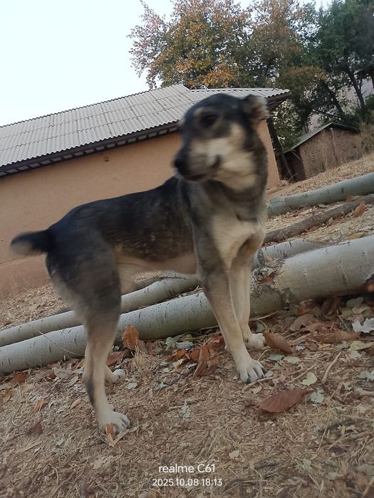 Yuz foizlik kafolti