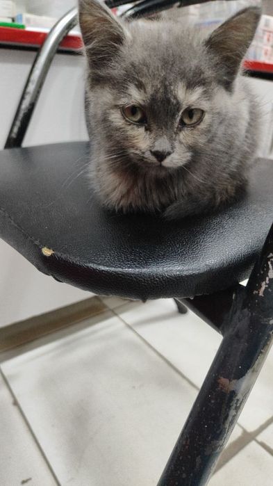 Котята для хорошых рук.