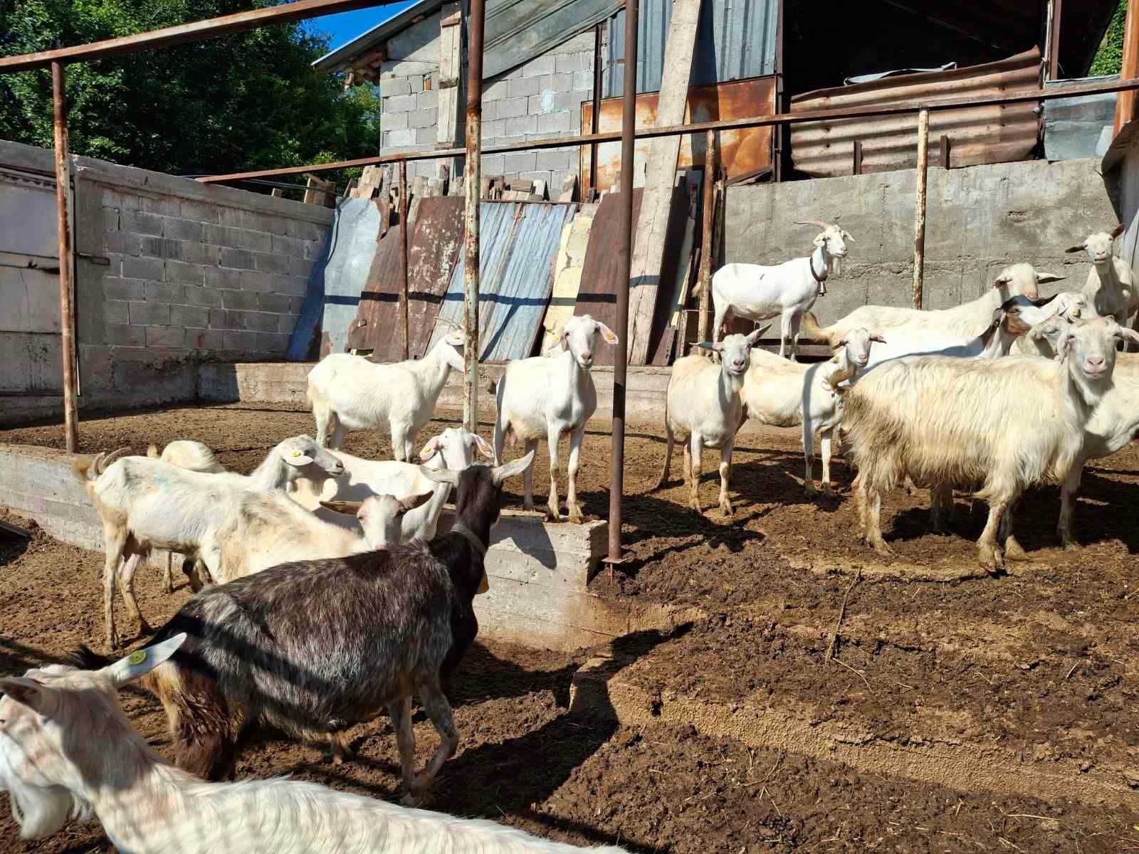 Продавам 15 кози и апарат за доене