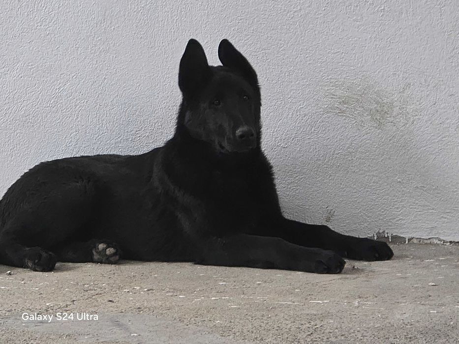 Ciobanesc belgian