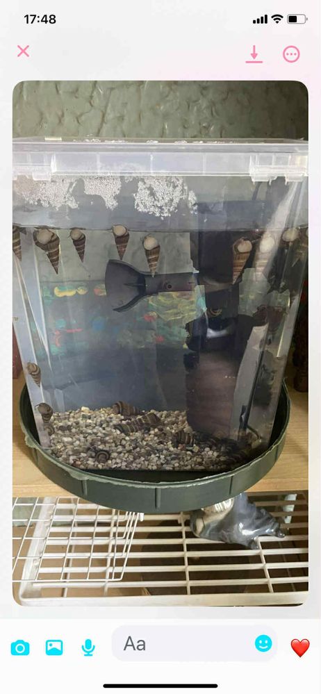 Vand melci acvariu