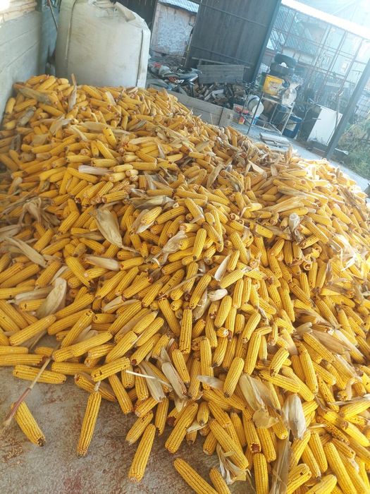 Porumb știulete/boabe