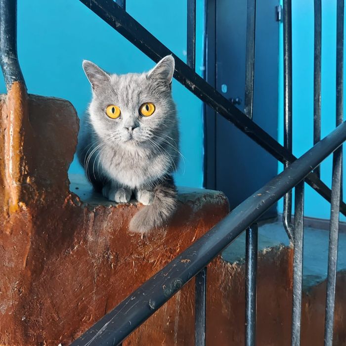 Ищем дом для кошки