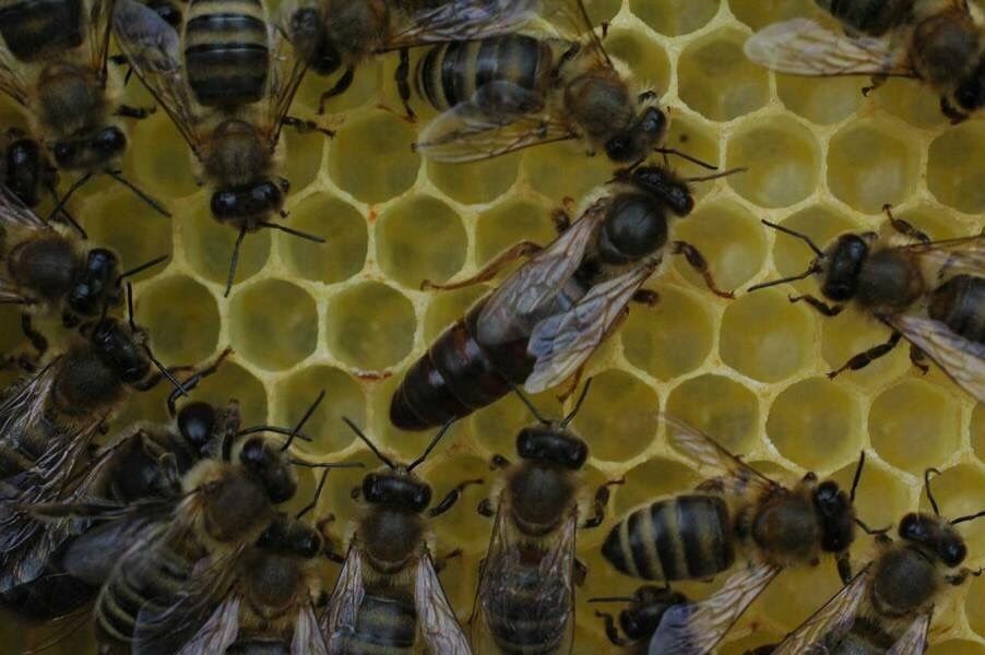 Лицензирана пчелна ферма продава-произвежда пчелни майки и отвотки