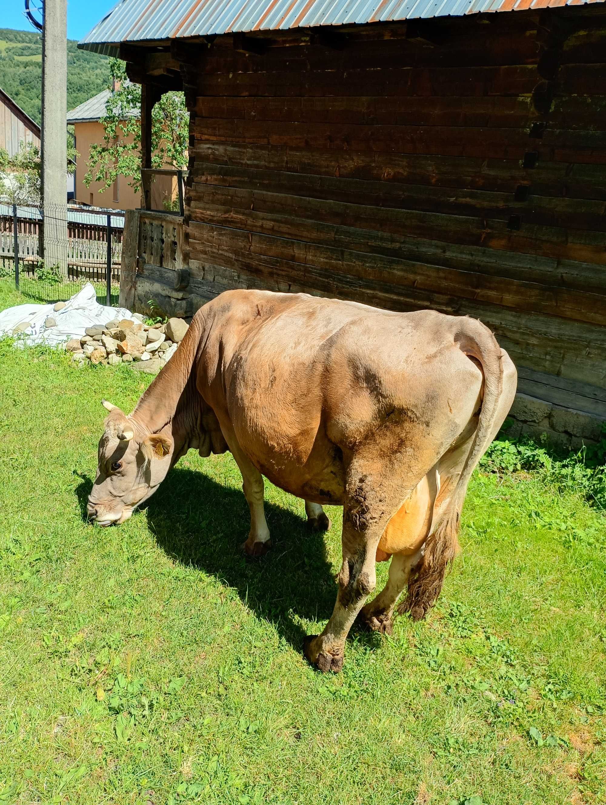 vaca gestanta de 7 luni cu vițel de carne