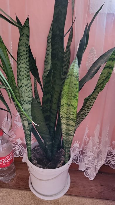 Сансевиерия продам