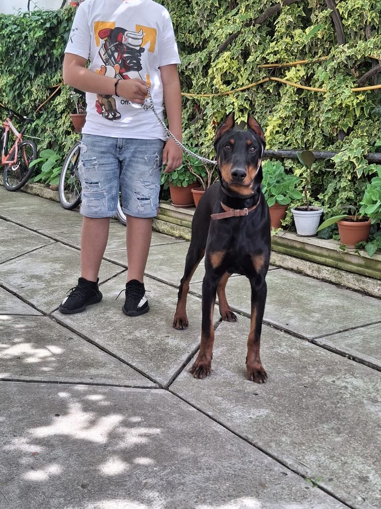 Doberman mascul