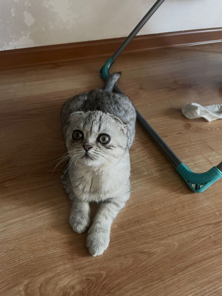 Продается котята