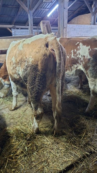 Vând vaca pt abator