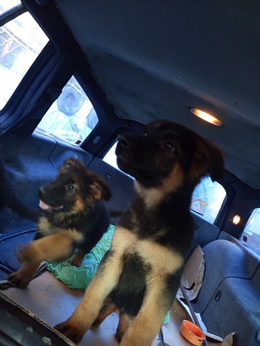 Продавам Немски овчарки