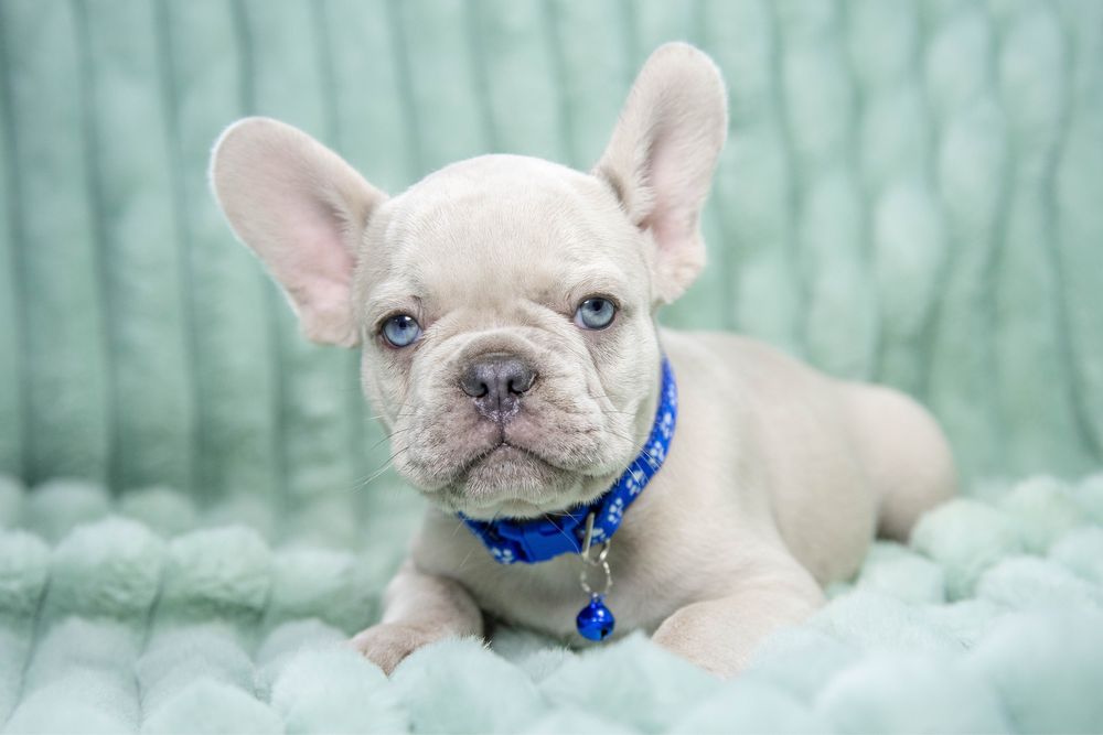 Bulldog francez lilac merle