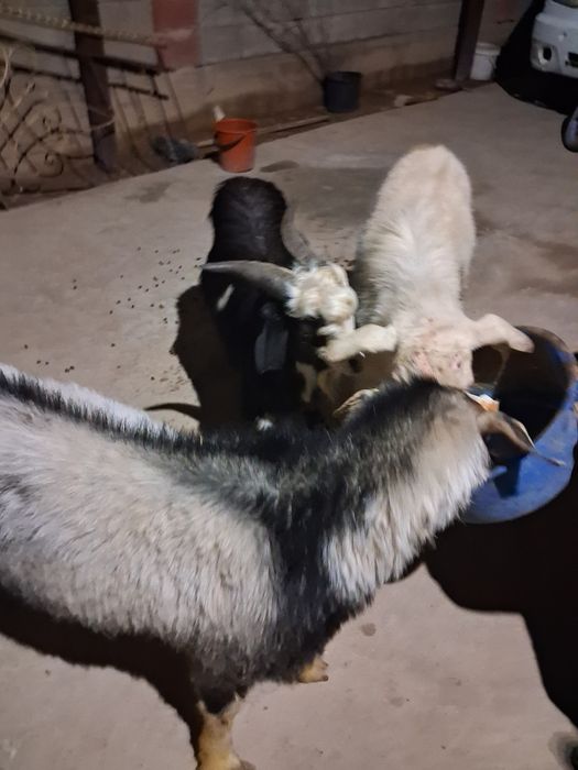 Еркек текелер бар