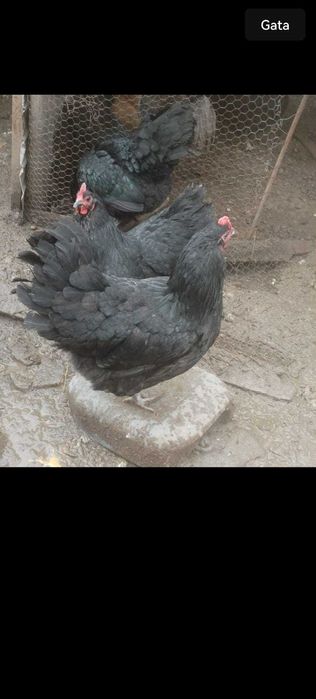 Familie gaini australorp