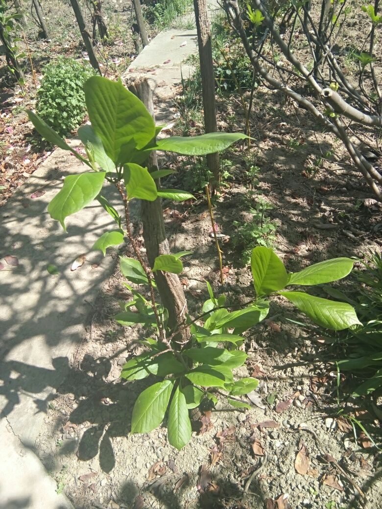 Magnolia , limba soacrei