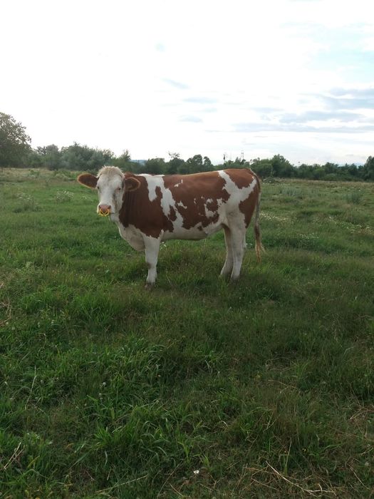Vând vaci Bălțată Românească