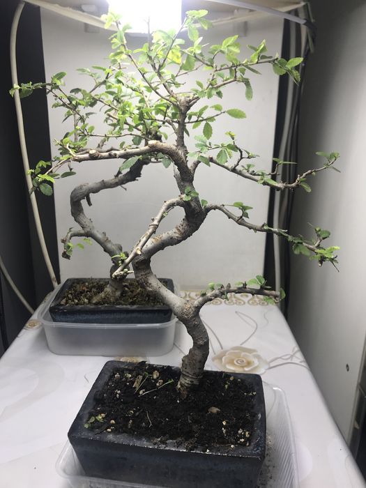 Продам бонсай китайский вяз!