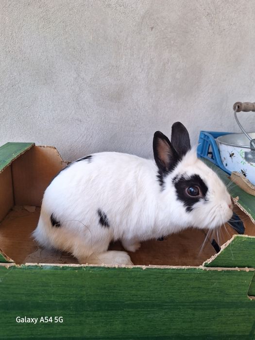 Vând cușcă iepuri impreuna cu  2 iepuri talie mica  în vârstă de 2 ani