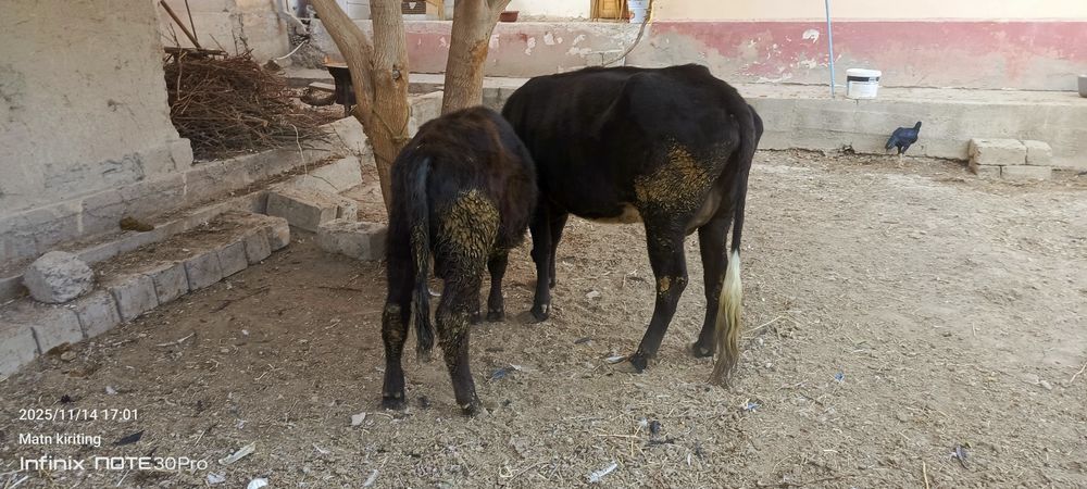 Ёш гуножинлар ва она бола сигир сотилади