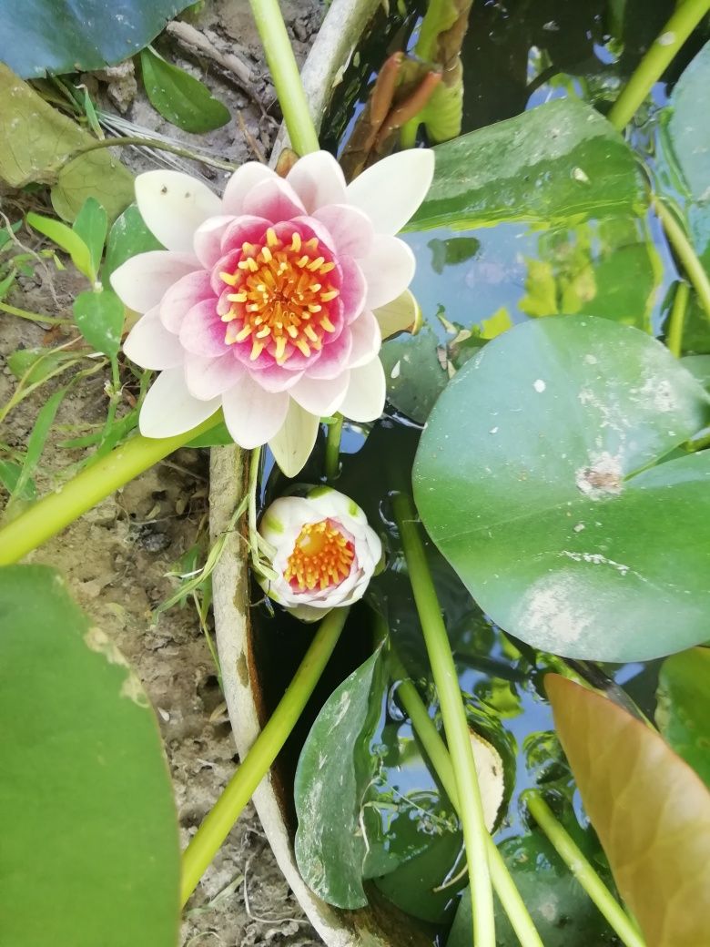 Водяные Цветы лилии и Лотосы