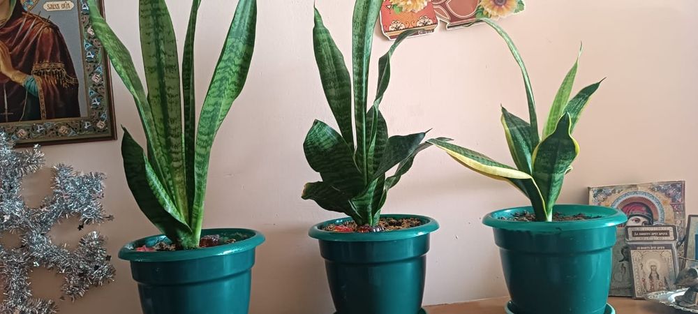 Сансельверия три вида по 2000 каждая