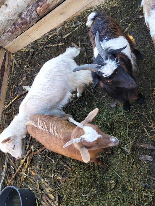 Vând capră cu iezi