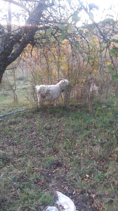 Vând țap bun  de 2 ani