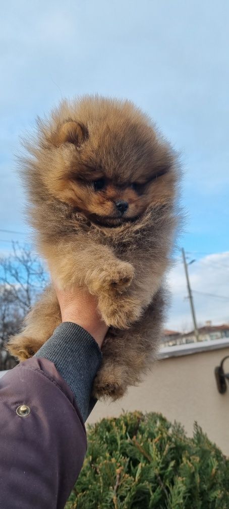 Померан померан.