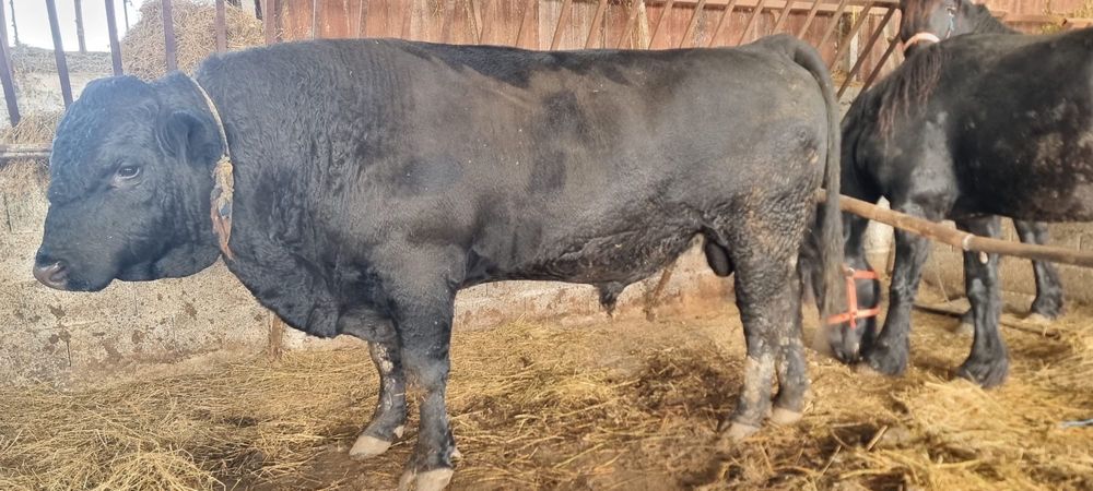 Vand Taur Angus original