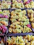 Vând Struguri de vin diferite soiuri ofer si transport la domiciliu