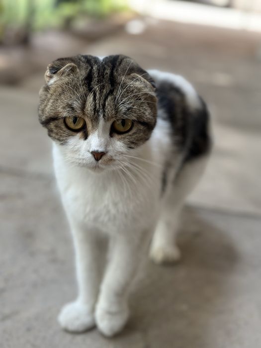 Кошка скотиш фолд