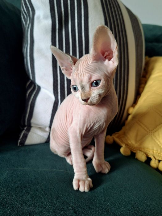 Femela Sphinx/ Sphynx Harlequin