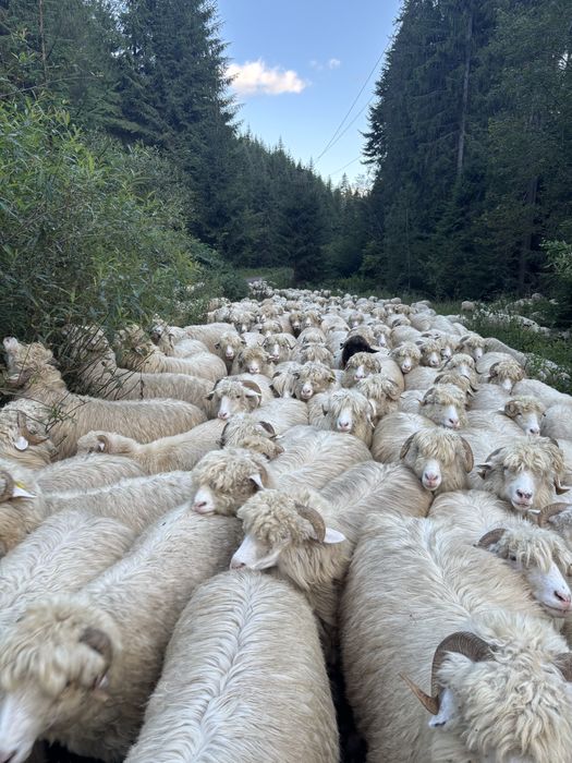 Disponibile  oi si berbeci