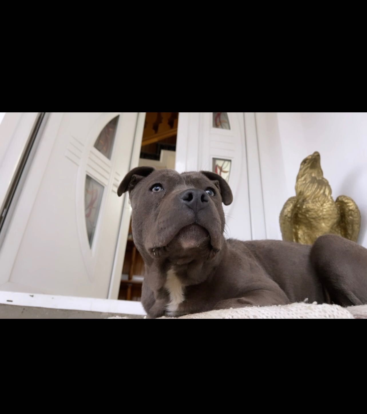 Adopție Amstaff Gri
