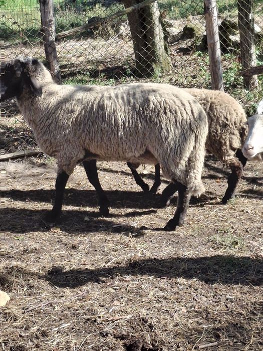 Vând berbeci rasa carabase
