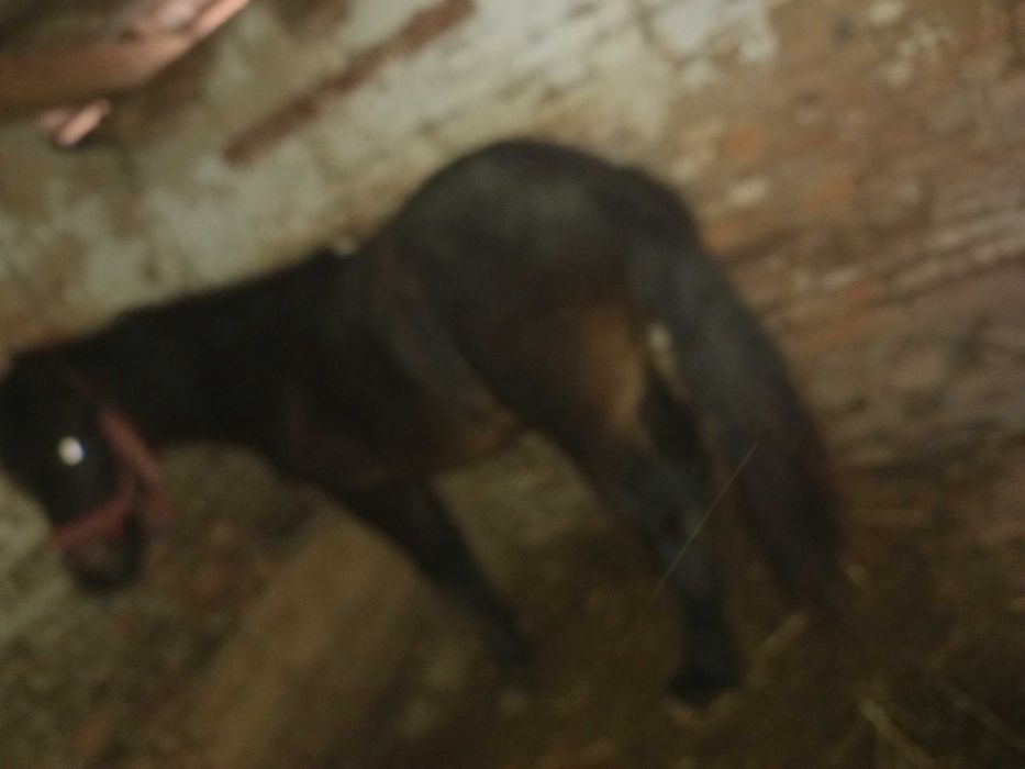 Vand manaza mai multe detali la telefon  manza nu este a mea