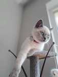 pisica british shorthair colourpoint