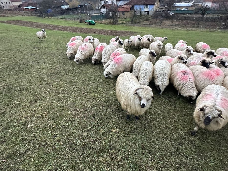 Oi de vanzare !!