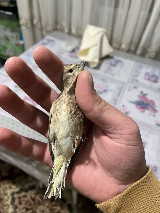 chij repl norchi чиж чижик репл