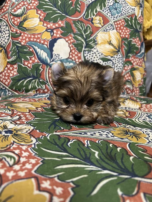 Yorkshire Terrier