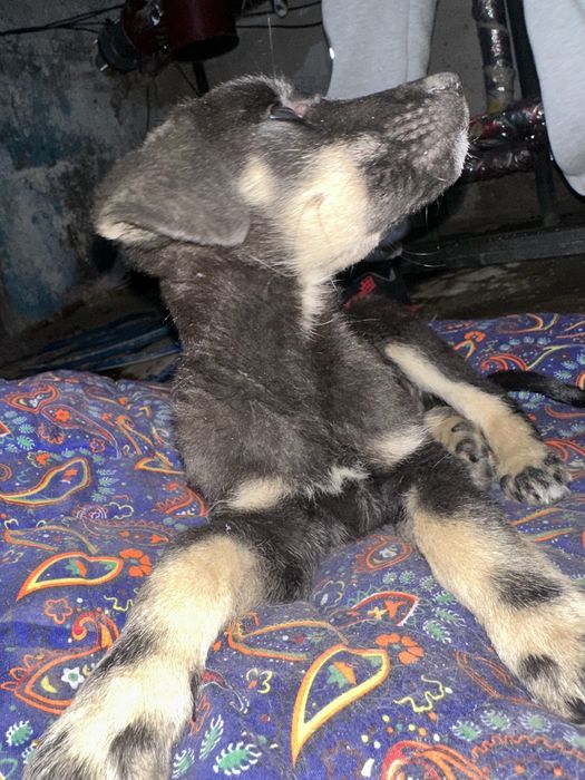 Отдам щенка в добрые руки