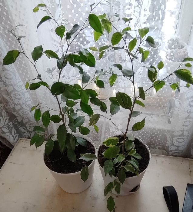 Продам  цветок Фикус Бенджамина.