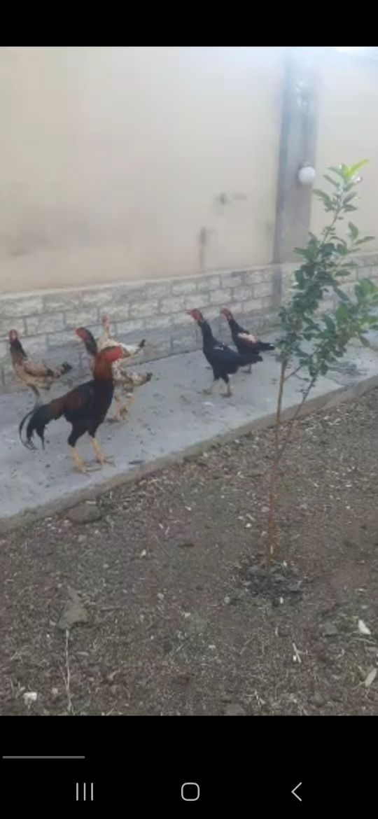 Цыплята о шамо на гвардейской