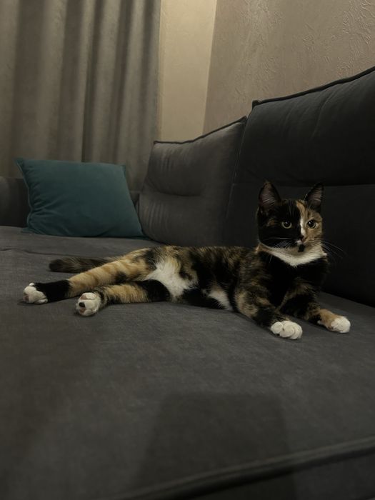 Отдам кошку . Кошечку .