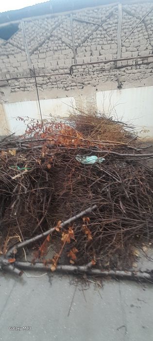 o'tin sotiladi quruq