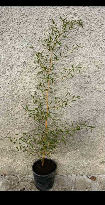 Разнообразие от цветя